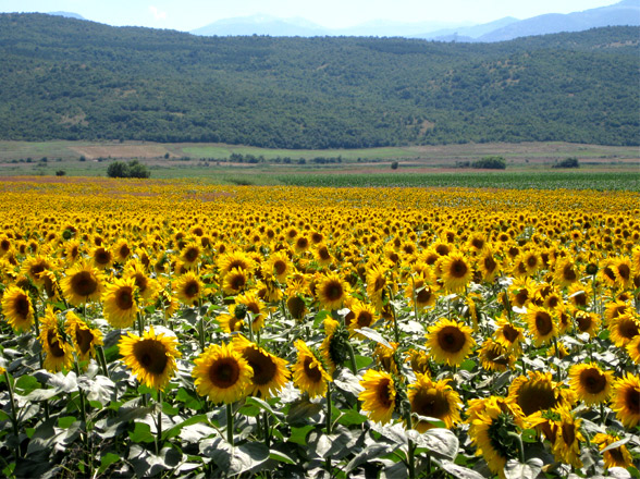 cycling-macedonia-sunflowers