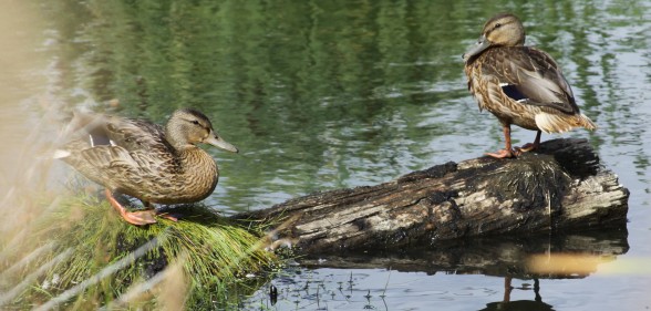 two ducks sitting on a log in the water