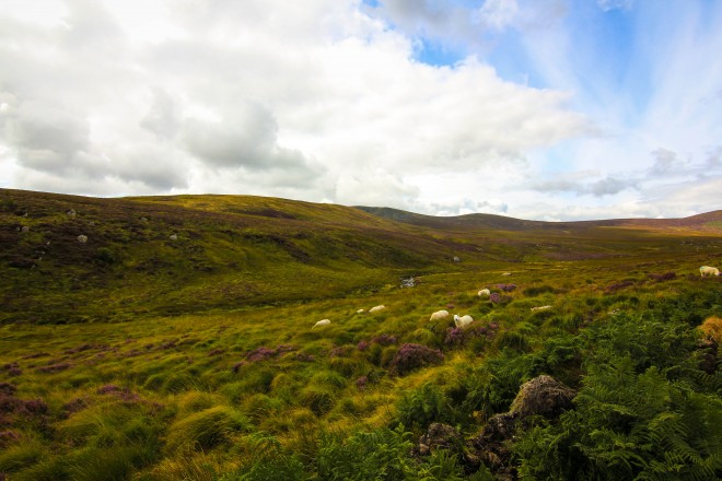 Wicklow Mountains sheep landscape