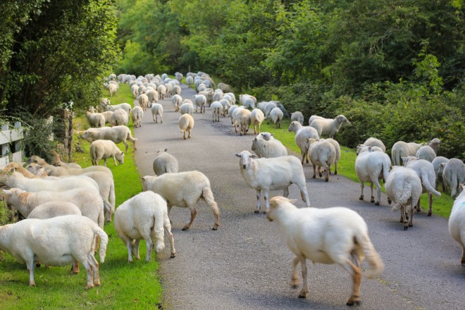 Counting sheep - sheep crossing