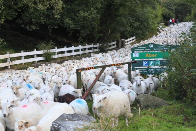 Sheep crossing road in Wales