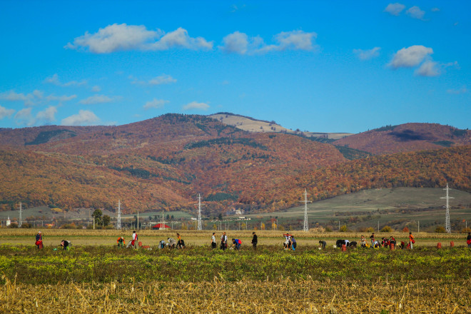 fall-farm-pickers-romania