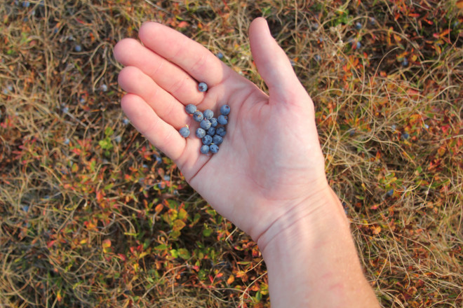picking-blueberries-in-hand