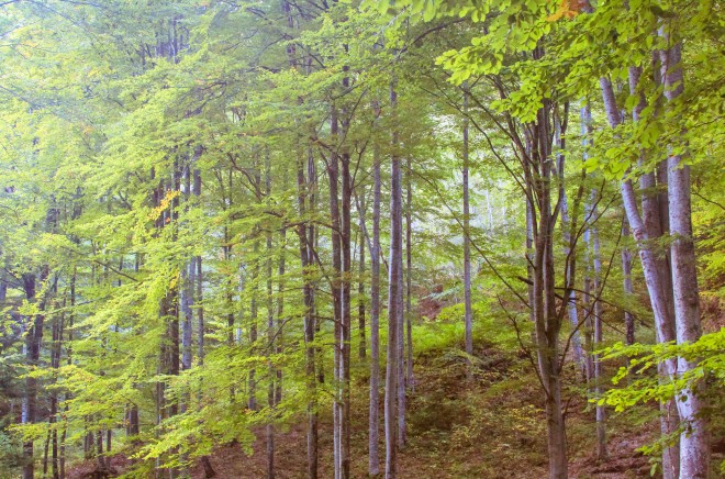 romania-tree-forest