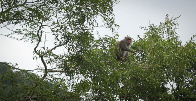 taiwan monkey in tree