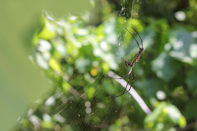 black and yellow spider in web