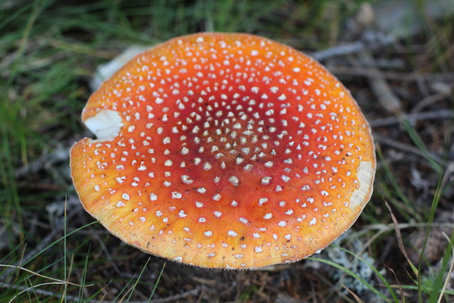 giant spotted red and organge mushroom