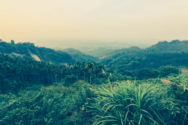 Taiwan jungle mountains