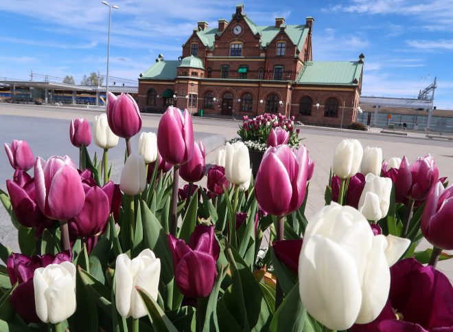 Tulips at Umea Sweden trainstation