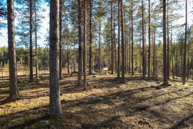 Jokkmokk Sweden wild forest campsite