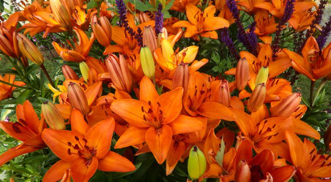 orange flowers from Pitea, Sweden