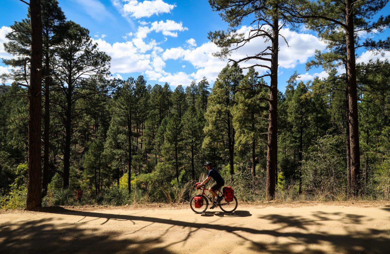 Bicycle touring pro in the Prescott National Forest pine trees