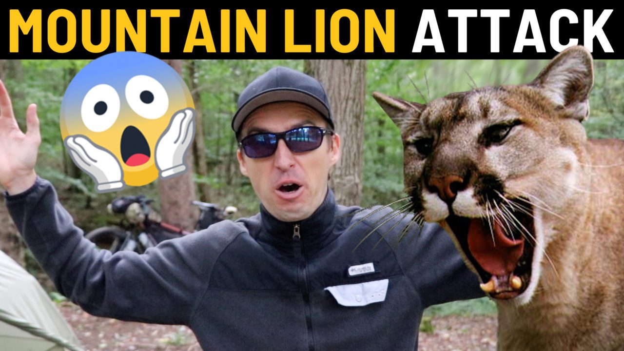 Cyclist Encounters Mountain Lion in US State of Virginia