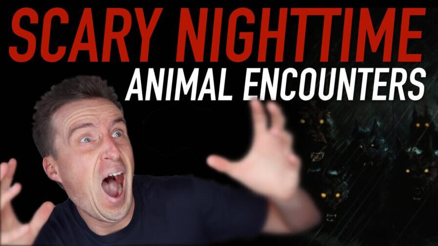 scary nighttime animal encounters